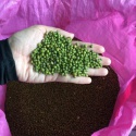 green mung bean - product's photo