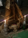 most effective  love spells +1(862) 626-6441 in oyster bay, ny black m - product's photo