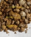 ox gallstones | cattle gallstones | cow gallstones - product's photo