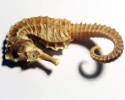 dried abalone - product's photo