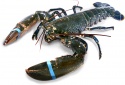 dried lobster - product's photo