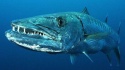 dried barracuda - product's photo