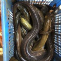 ell fish - product's photo