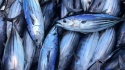 tuna - product's photo