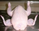 whole frozen chicken  - product's photo