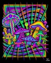 magic mushrooms for sale - product's photo
